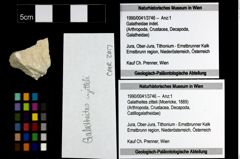 Foto (Objekt + Etiketten) von Galatheites zitteli (Moericke, 1889) 